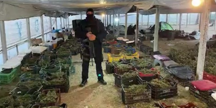Rreth 900 kg drogë, kapet në Angli 30-vjeçari për serat me kanabis në Berat