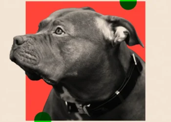 Sulmet e qenve janë ende në rritje – edhe pas ndalimit XL të ngacmuesve