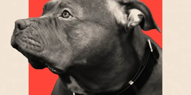 Sulmet e qenve janë ende në rritje – edhe pas ndalimit XL të ngacmuesve