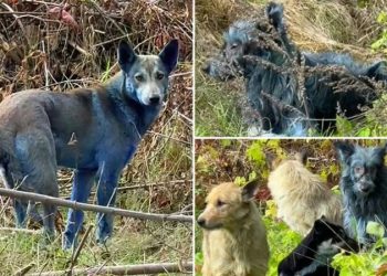 Misteri me “qentë blu” në Ukrainë, të parë pranë zonës së katastrofës bërthamore në Çernobil