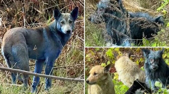 Misteri me “qentë blu” në Ukrainë, të parë pranë zonës së katastrofës bërthamore në Çernobil
