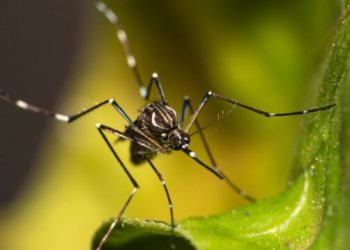 Paralajmërojnë shkencëtarët: Dy mushkonjat që transmetojnë sëmundje tropikale po përhapen në Britani