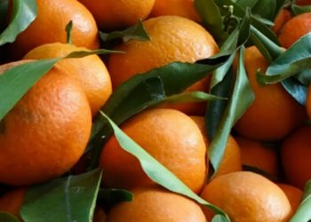 Mandarina me helm në treg