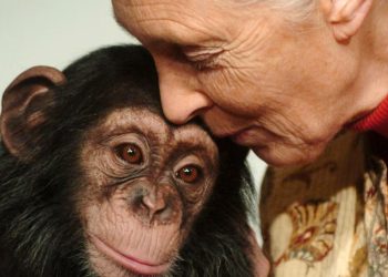 Jane Goodall, primatologe e njohur botërisht, vdes në moshën 91 vjeç