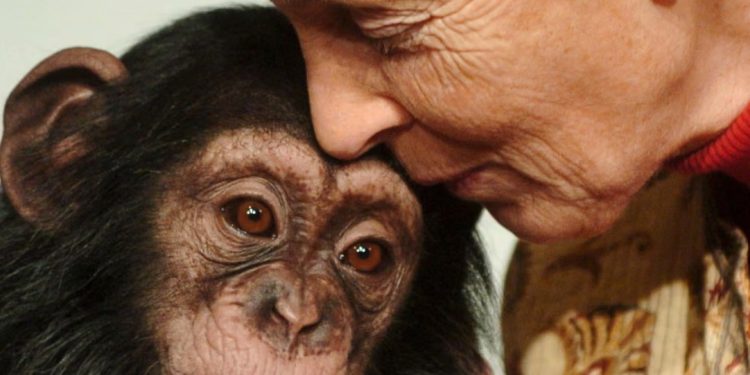 Jane Goodall, primatologe e njohur botërisht, vdes në moshën 91 vjeç