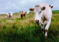 Një grua vdiq pasi u shkel nga një tufë lopësh ndërsa shëtiste qenin e saj në Exmoor në Britani të Madhe