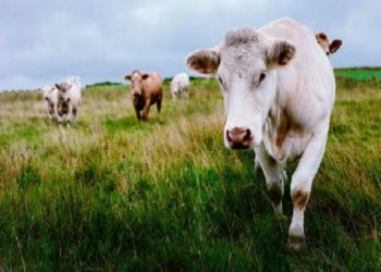 Një grua vdiq pasi u shkel nga një tufë lopësh ndërsa shëtiste qenin e saj në Exmoor në Britani të Madhe