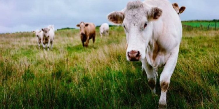 Një grua vdiq pasi u shkel nga një tufë lopësh ndërsa shëtiste qenin e saj në Exmoor në Britani të Madhe