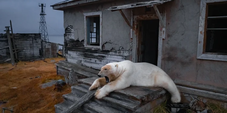 Pamje mahnitëse nga Ishulli Koluchin, ariu polar ‘zë vend’ në stacionin e braktisur rus