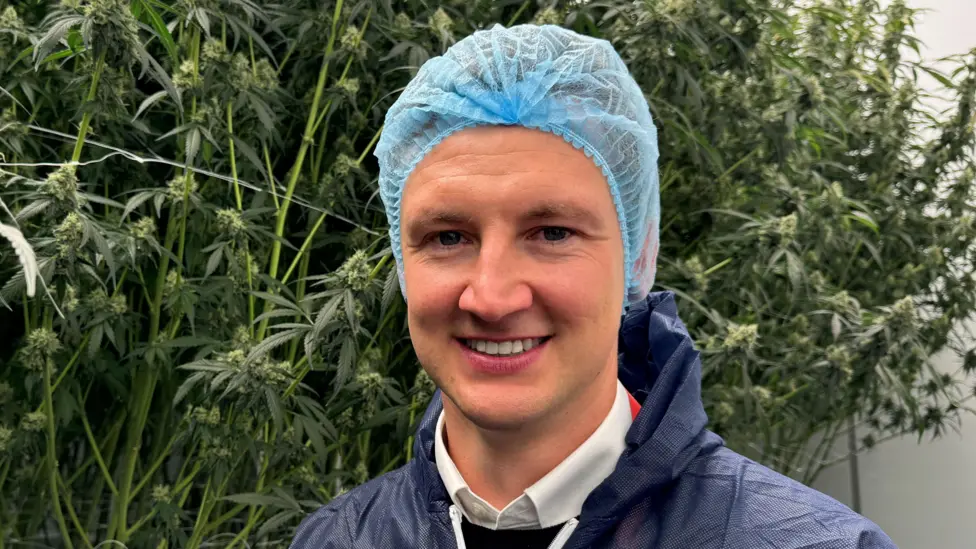 Brenda fabrikës  sekrete  të kanabisit medicinal prej 10 milionë funtesh në Mbretërinë e Bashkuar