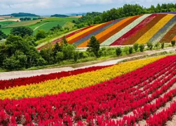 Rreziku i lartë i Japonisë për ta shndërruar ishullin e luleve në një qendër globale të çipave