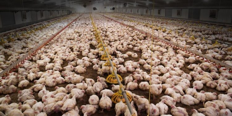 Gripi i shpendëve, Kosova ndalon importin nga Hungaria dhe Italia