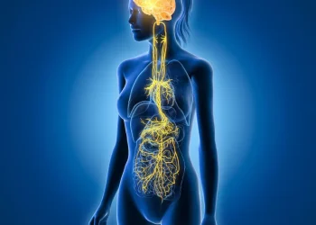 A keni ndjerë ndonjëherë nevojën për t’u fikur? Nervi juaj vagus mund të mbajë çelësin.