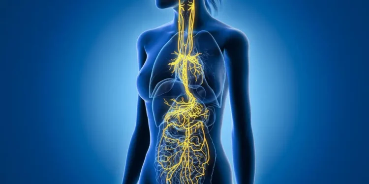 A keni ndjerë ndonjëherë nevojën për t’u fikur? Nervi juaj vagus mund të mbajë çelësin.