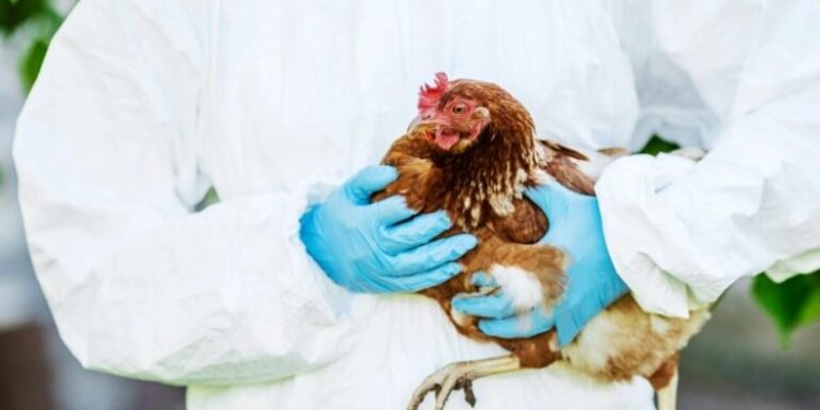 Europa në alarm nga gripi i shpendëve, shtohen rastet, rritet rreziku për infektimin e njerëzve