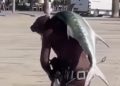 E rrallë në Vlorë/ Vlonjati kap peshkun ton, e merr në krahë dhe e çon në shtëpi 
