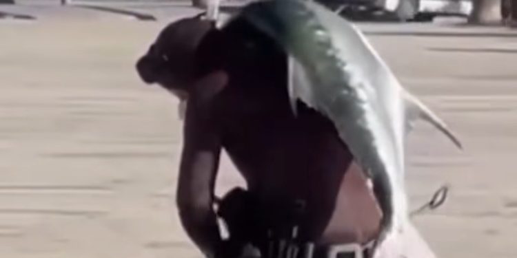 E rrallë në Vlorë/ Vlonjati kap peshkun ton, e merr në krahë dhe e çon në shtëpi 