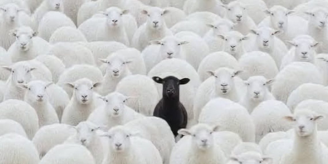 “Delja e zezë” është pjesë e tufës, por nuk është si ajo 