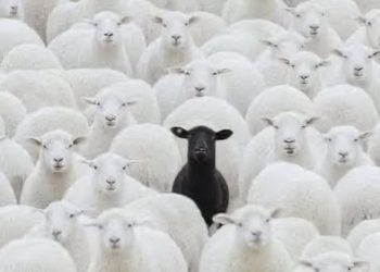 “Delja e zezë” është pjesë e tufës, por nuk është si ajo 