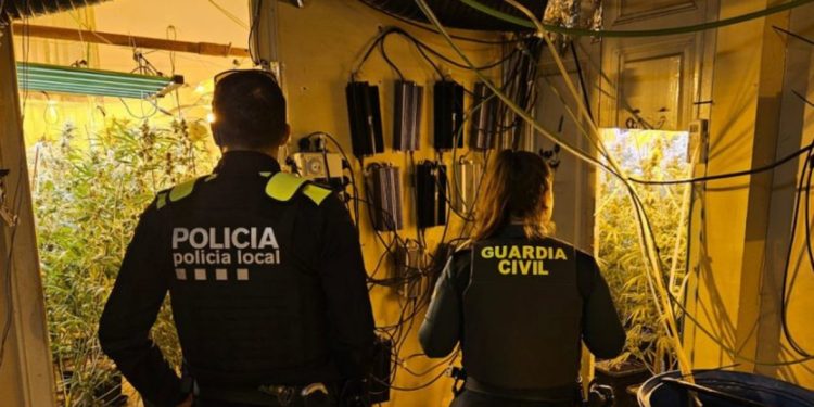 Spanjë/ Shkatërrohet plantacioni i kanabisit, prangoset i riu shqiptar 