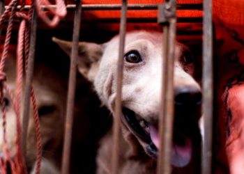 Indonezia dhe Xhakarta ndalon konsumin e mishit të qenve, maceve dhe lakuriqëve të natës: Përhapin tërbimin