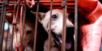 Indonezia dhe Xhakarta ndalon konsumin e mishit të qenve, maceve dhe lakuriqëve të natës: Përhapin tërbimin