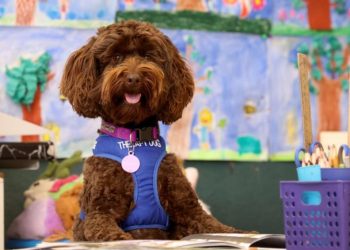 Në këtë shtet qentë po shkojnë në “shkollë” për një arsye shumë thelbësore… 