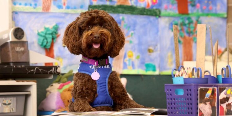 Në këtë shtet qentë po shkojnë në “shkollë” për një arsye shumë thelbësore…