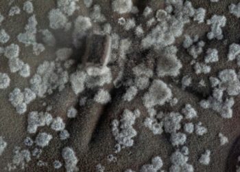 Kërpudhat e zeza misterioze në Çernobil që “hanë” rrezatimin