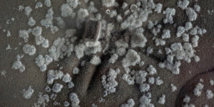 Kërpudhat e zeza misterioze në Çernobil që “hanë” rrezatimin