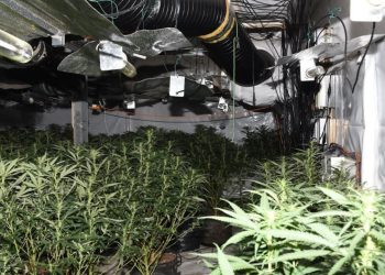 Emrat dhe fotot/ Policia angleze u ‘korr’ para kohe 230 rrënjë kanabis 4 shqiptarëve