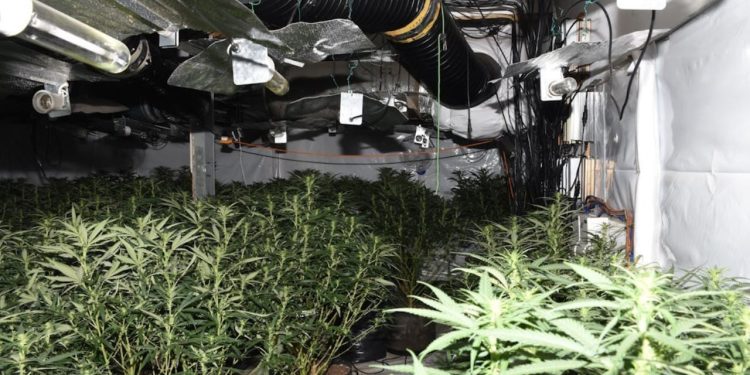 Emrat dhe fotot/ Policia angleze u ‘korr’ para kohe 230 rrënjë kanabis 4 shqiptarëve