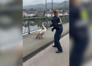 Videoja që po bën xhiron e rrjetit, policia gjermane “arreston” në mes të autostradës një… mjellmë