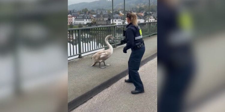 Videoja që po bën xhiron e rrjetit, policia gjermane “arreston” në mes të autostradës një… mjellmë
