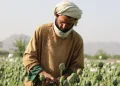 Prodhimi i opiumit në Afganistan bie ndjeshëm pas ndalimit të talibanëve, sipas një raporti të OKB-së