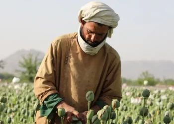 Prodhimi i opiumit në Afganistan bie ndjeshëm pas ndalimit të talibanëve, sipas një raporti të OKB-së
