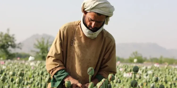 Prodhimi i opiumit në Afganistan bie ndjeshëm pas ndalimit të talibanëve, sipas një raporti të OKB-së