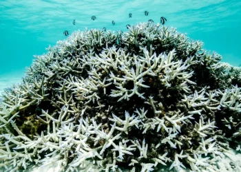 Barriera e Madhe Koralore mund të rikuperohet pjesërisht nga ‘e ardhmja e zymtë’ nëse ngrohja globale mbetet nën 2 gradë Celsius (video)