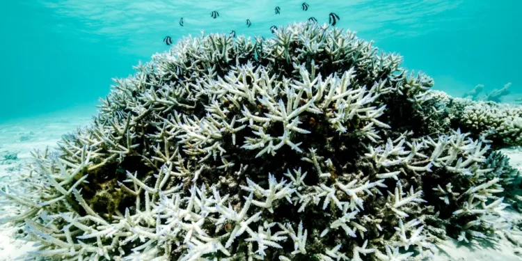 Barriera e Madhe Koralore mund të rikuperohet pjesërisht nga ‘e ardhmja e zymtë’ nëse ngrohja globale mbetet nën 2 gradë Celsius (video)
