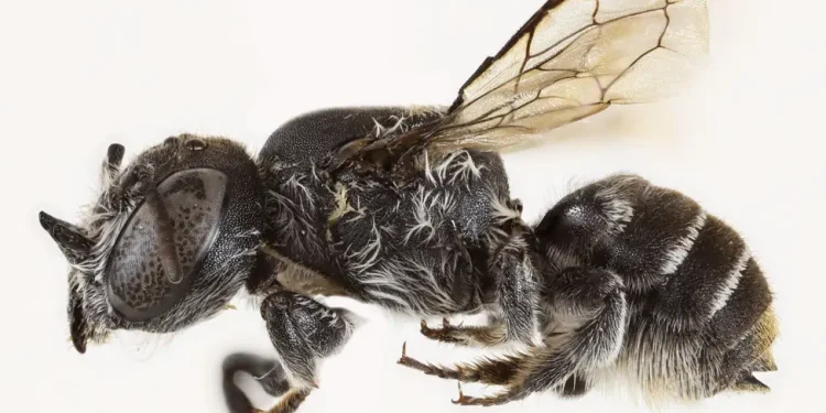 Bleta e re ‘Lucifer’ me brirë të ngjashëm me djallin gjendet në Australi