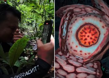 Një shkencëtar zbulon një nga bimët më të rralla në botë 