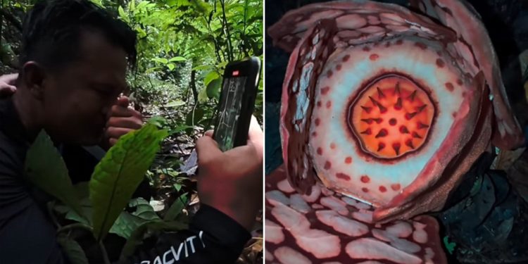 Një shkencëtar zbulon një nga bimët më të rralla në botë