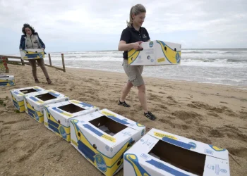 Bregdeti britanik mbushet me banane, autoritetet: Mos i hani