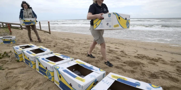 Bregdeti britanik mbushet me banane, autoritetet: Mos i hani