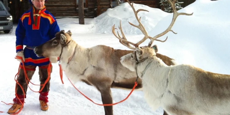 “Rrezikohen Krishtlindjet”, drerët e Babagjyshit nën kërcënim serioz
