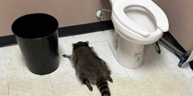 Bëri kërdinë me alkool, rakuni i dehur gjendet pa ndjenja në tualetin e dyqanit