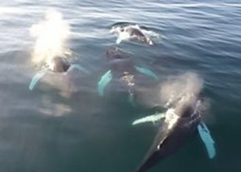 Dronët zbulojnë virus vdekjeprurës në frymën e balenave të Arktikut