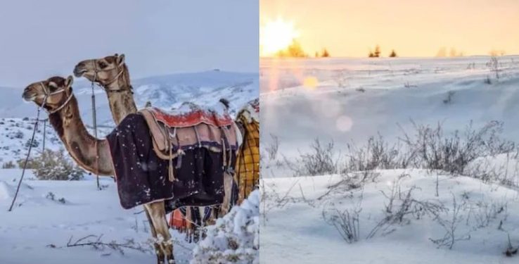 E pazakontë, shkretëtira arabe zbardhet nga dëbora pas 30 vitesh (Video)