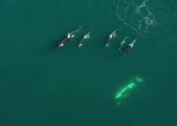 Kamerat regjistrojnë balenat vrasëse në provat e para të gjuetisë së përbashkët me delfinë (video)