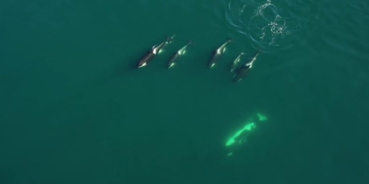 Kamerat regjistrojnë balenat vrasëse në provat e para të gjuetisë së përbashkët me delfinë (video)